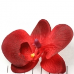 orchidee bloem - rood
