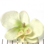 orchidee bloem - gebroken wit