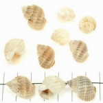 grote schelp met gat - beige