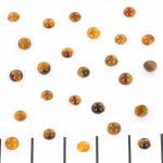 cabochon 4 mm - tijgeroog
