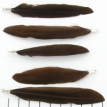feather 8 cm - dark brown