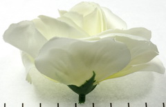Extra foto's roos - wit